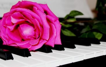 piano, rose, music