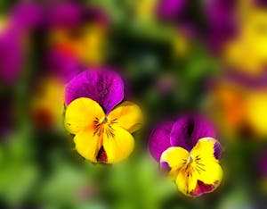 Beautiful close-up of vibrant yellow and purple pansies in full bloom, showcasing nature's colorful elegance.